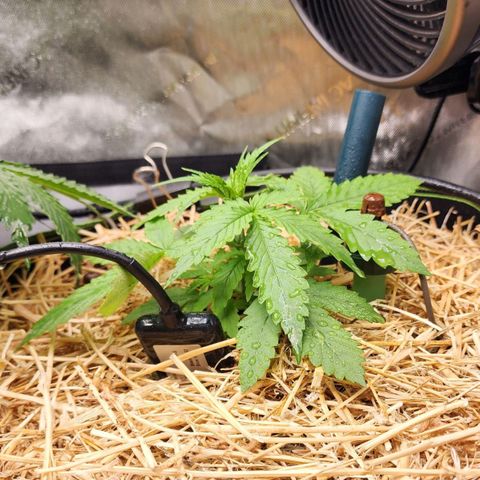 Gorilla Auto growlog timeline photo