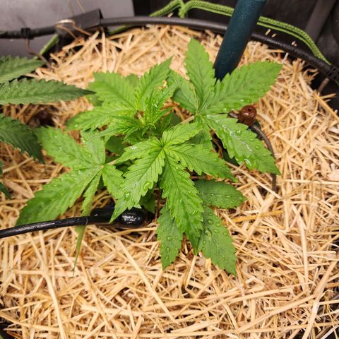 Gorilla Auto growlog timeline photo
