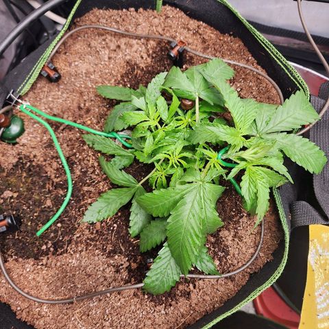 Zkittlez Auto 1 growlog timeline photo