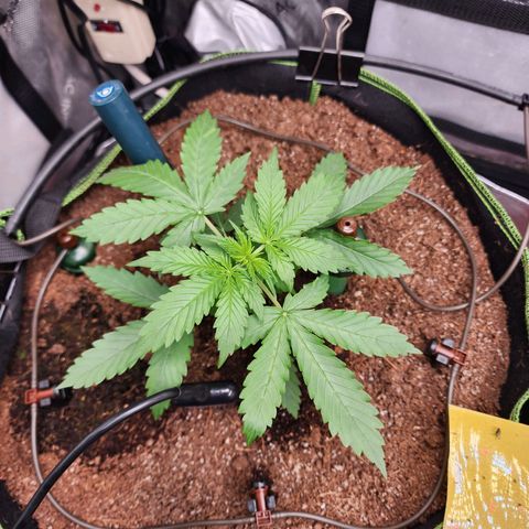 Zkittlez Auto 1 growlog timeline photo