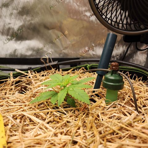 Gorilla Auto growlog timeline photo
