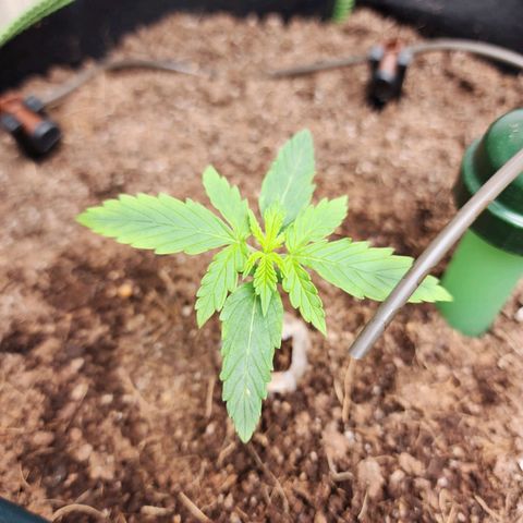 Zkittlez Auto 1 growlog timeline photo