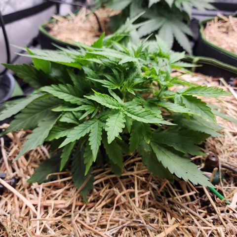 Zkittlez Auto 3 growlog timeline photo