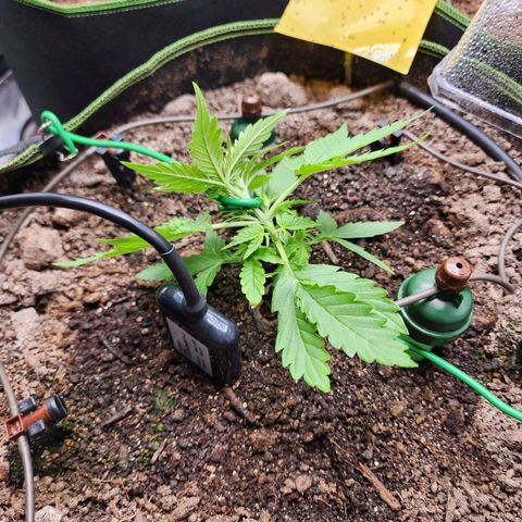 Zkittlez Auto 3 growlog timeline photo