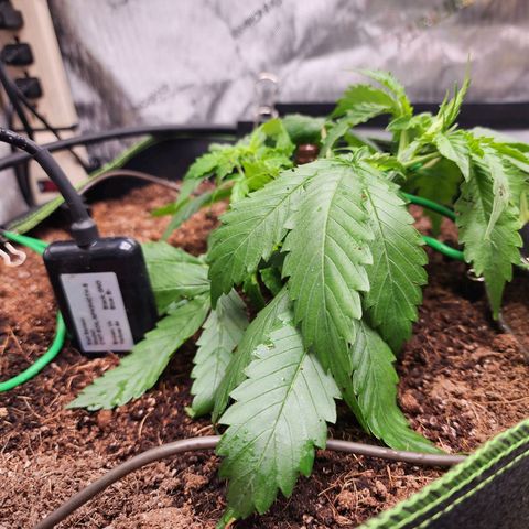 Zkittlez Auto 1 growlog timeline photo