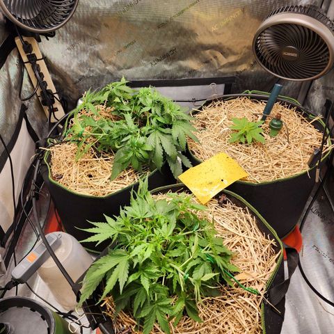 Zkittlez Auto 3 growlog timeline photo