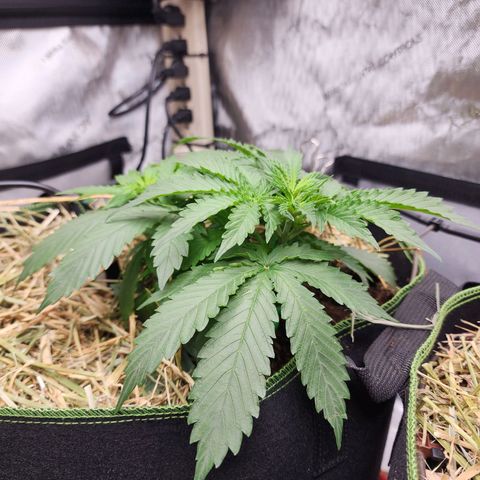 Zkittlez Auto 1 growlog timeline photo