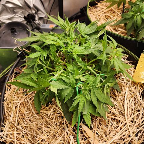 Zkittlez Auto 3 growlog timeline photo