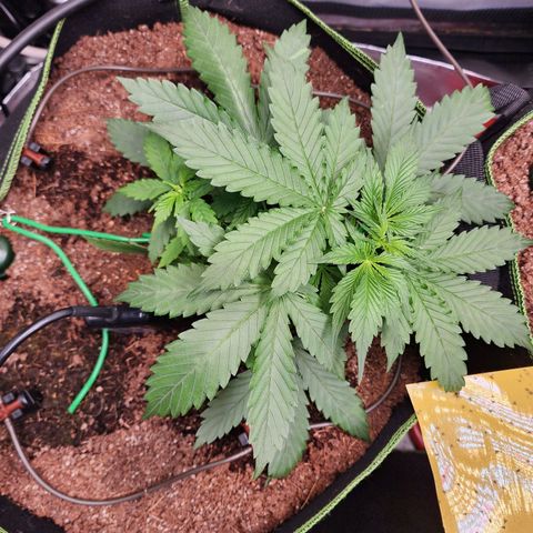 Zkittlez Auto 1 growlog timeline photo
