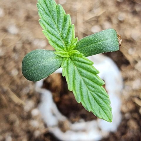 Zkittlez Auto 1 growlog timeline photo