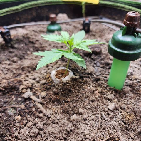 Zkittlez Auto 3 growlog timeline photo