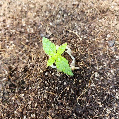 Gorilla Auto growlog timeline photo