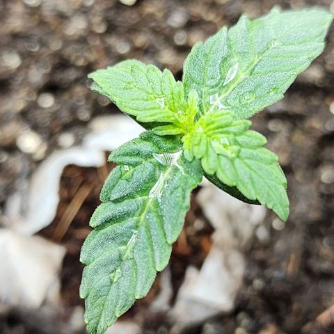 Zkittlez Auto 3 growlog timeline photo