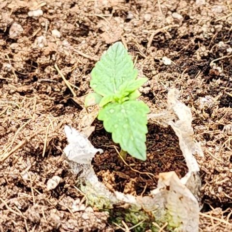 Gorilla Auto growlog timeline photo