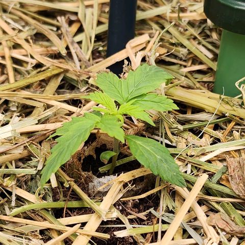 Gorilla Auto growlog timeline photo