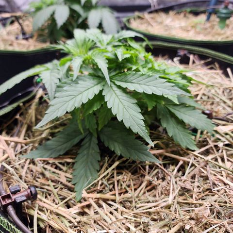Zkittlez Auto 3 growlog timeline photo