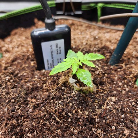 Gorilla Auto growlog timeline photo