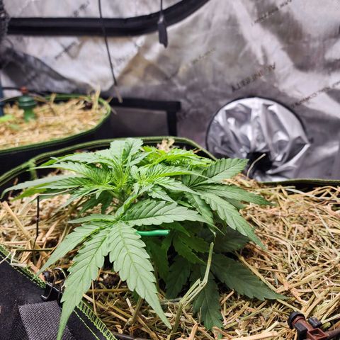 Zkittlez Auto 3 growlog timeline photo