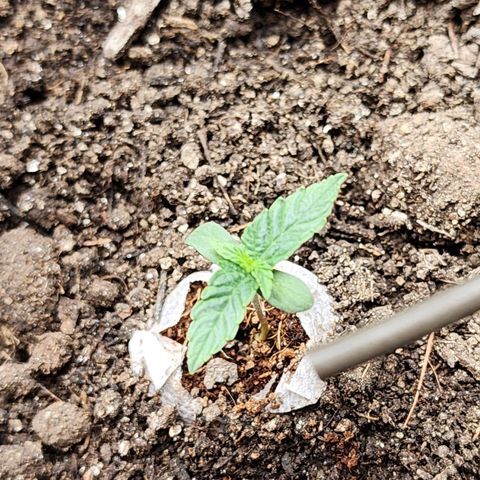Zkittlez Auto 3 growlog timeline photo
