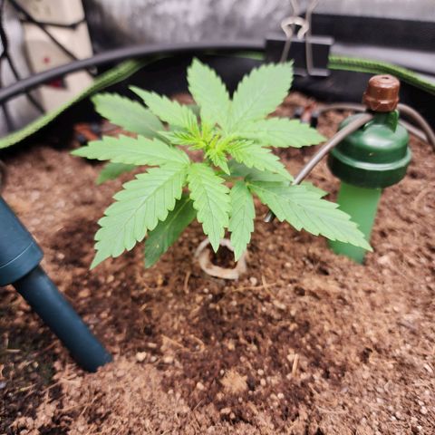 Zkittlez Auto 1 growlog timeline photo
