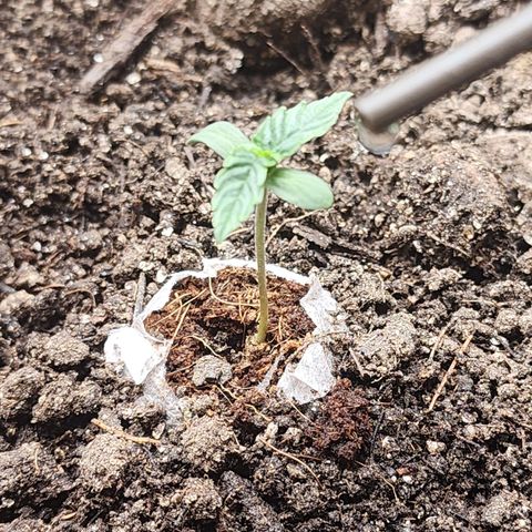Zkittlez Auto 3 growlog timeline photo