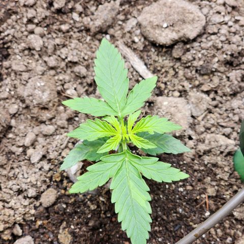 Zkittlez Auto 3 growlog timeline photo