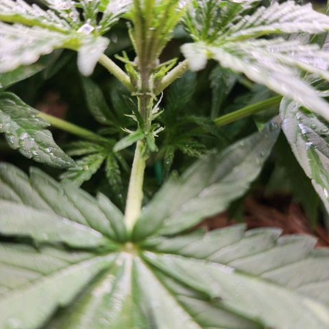 Zkittlez Auto 3 growlog timeline photo