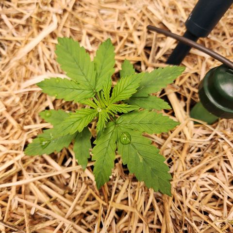 Gorilla Auto growlog timeline photo