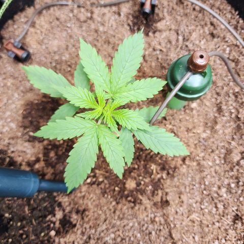 Zkittlez Auto 1 growlog timeline photo