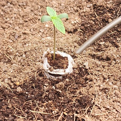 Zkittlez Auto 1 growlog timeline photo