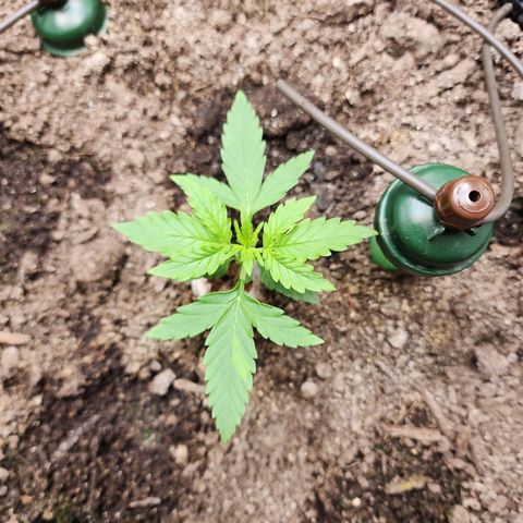 Zkittlez Auto 3 growlog timeline photo
