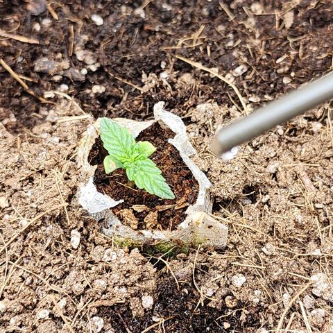 Gorilla Auto growlog timeline photo