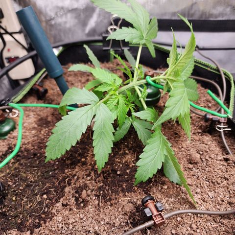 Zkittlez Auto 1 growlog timeline photo