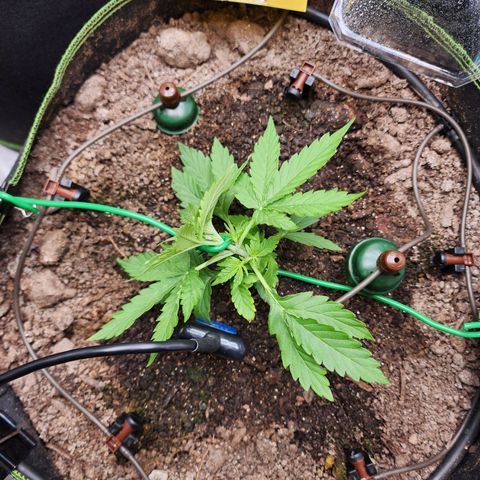 Zkittlez Auto 3 growlog timeline photo