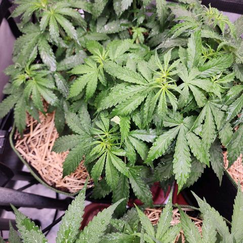 Zkittlez Auto 1 growlog timeline photo