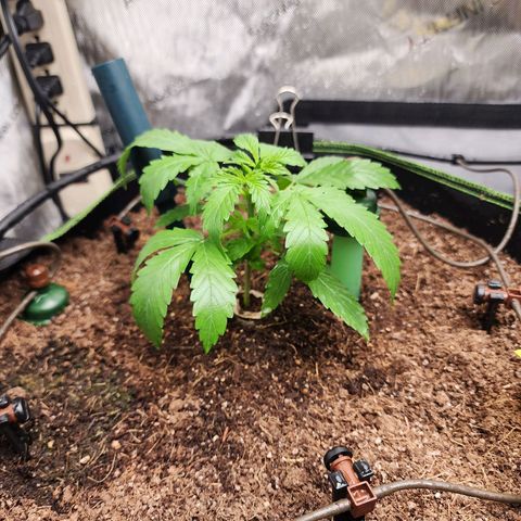 Zkittlez Auto 1 growlog timeline photo