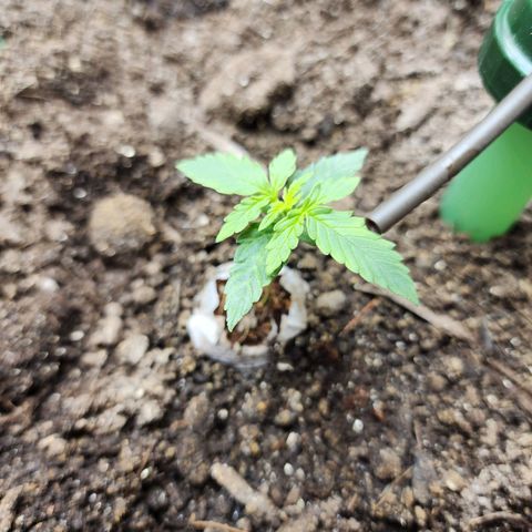 Zkittlez Auto 3 growlog timeline photo