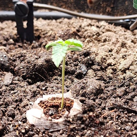 Zkittlez Auto 3 growlog timeline photo