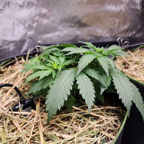 Zkittlez Auto 1 growlog timeline photo