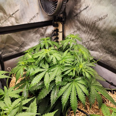 Zkittlez Auto 1 growlog timeline photo