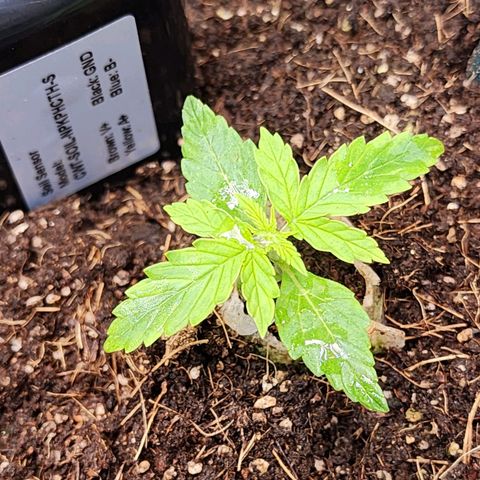 Gorilla Auto growlog timeline photo