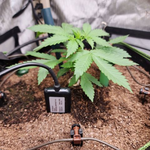 Zkittlez Auto 1 growlog timeline photo
