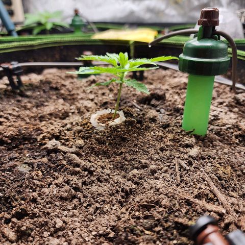 Zkittlez Auto 3 growlog timeline photo