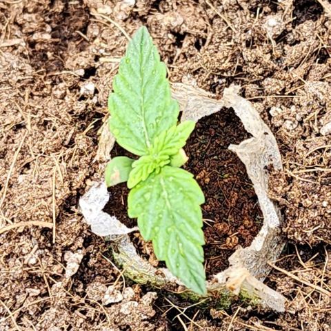 Gorilla Auto growlog timeline photo