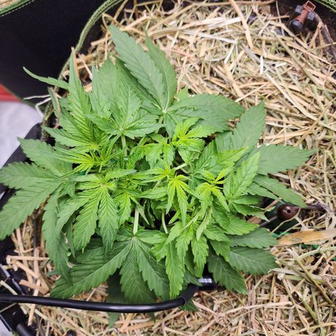 Zkittlez Auto 3 growlog timeline photo