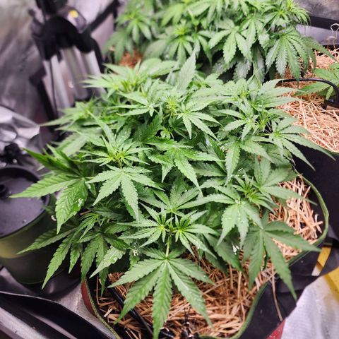 Zkittlez Auto 3 growlog timeline photo