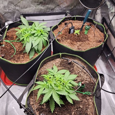 Gorilla Auto growlog timeline photo