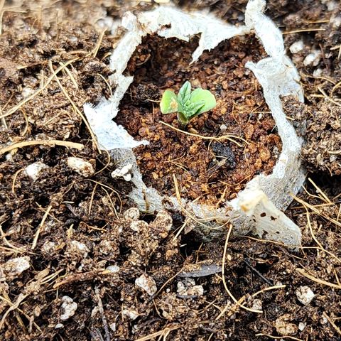Gorilla Auto growlog timeline photo