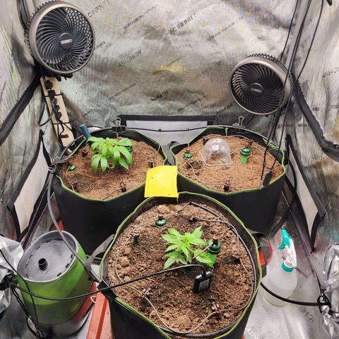 Zkittlez Auto 1 growlog timeline photo
