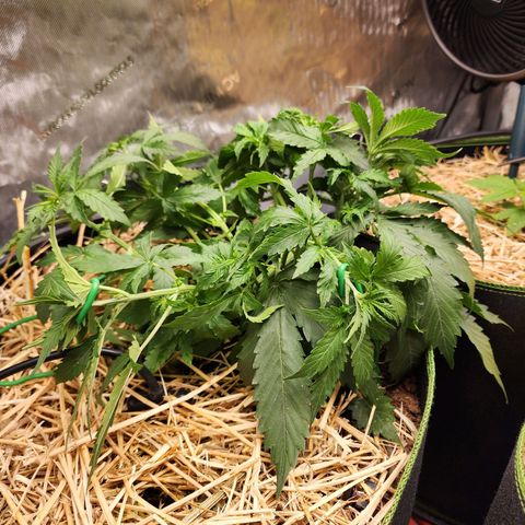 Zkittlez Auto 1 growlog timeline photo